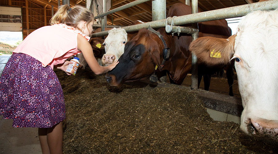 Woher die NÖM Milch kommt: Besuch bei einem Milchbauern | Hausbrot.at