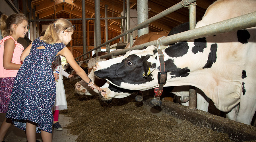 Woher die NÖM Milch kommt: Besuch bei einem Milchbauern | Hausbrot.at