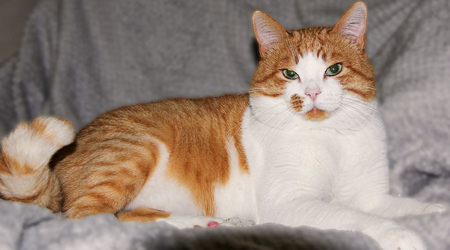 Katter